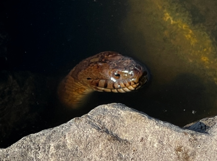 Midland Water Snake